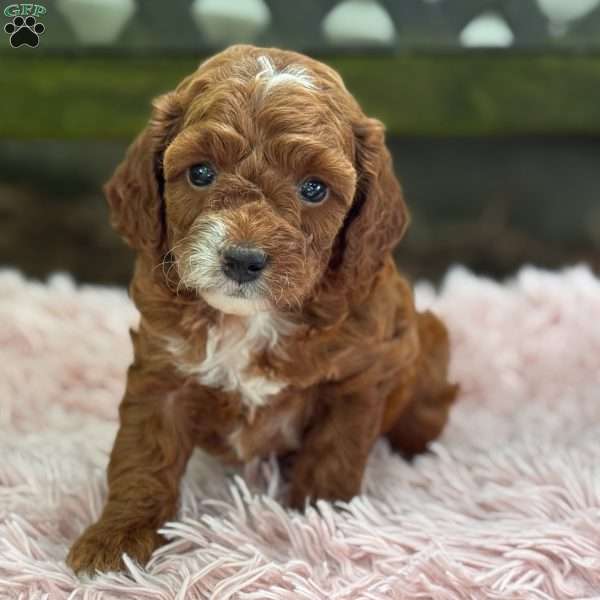 Bella, Cavapoo Puppy
