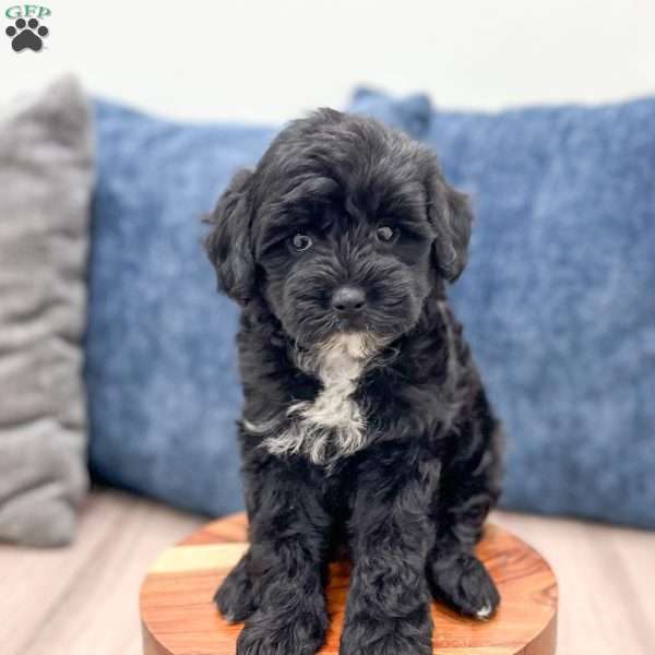Mindy, Mini Goldendoodle Puppy