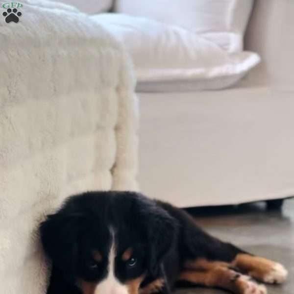 Coco, Bernese Mountain Dog Puppy