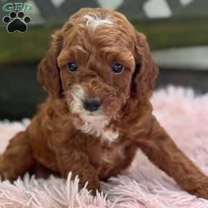 Bella, Cavapoo Puppy