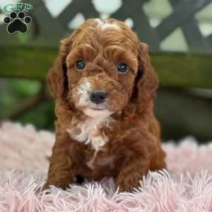 Bella, Cavapoo Puppy