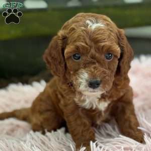 Bella, Cavapoo Puppy