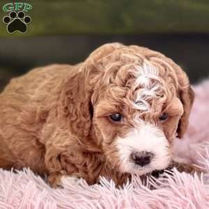 Braxton, Cavapoo Puppy