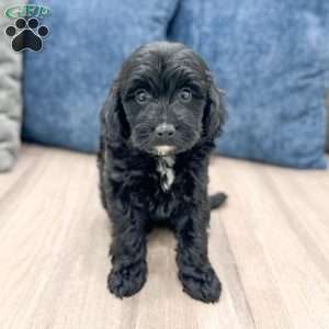 Molly, Mini Goldendoodle Puppy
