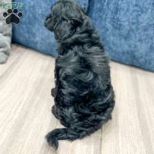 Molly, Mini Goldendoodle Puppy