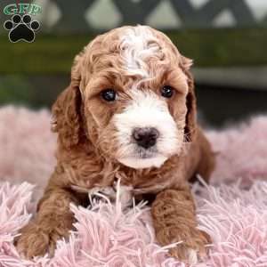 Braxton, Cavapoo Puppy