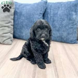 Molly, Mini Goldendoodle Puppy