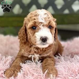 Braxton, Cavapoo Puppy