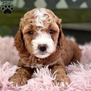 Braxton, Cavapoo Puppy