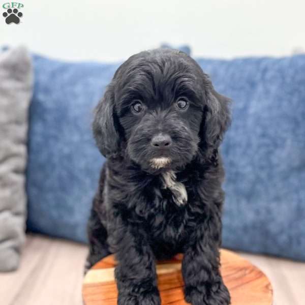 Molly, Mini Goldendoodle Puppy