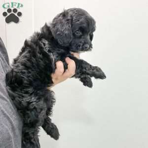 Molly, Mini Goldendoodle Puppy