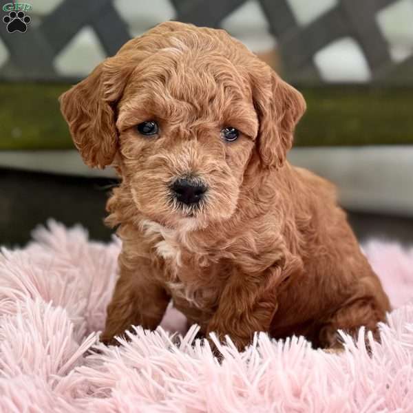 Brody, Cavapoo Puppy