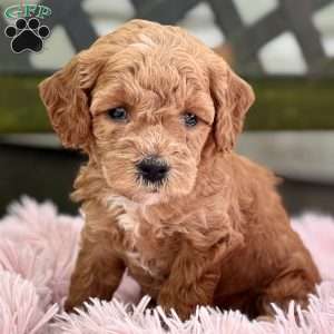 Brody, Cavapoo Puppy