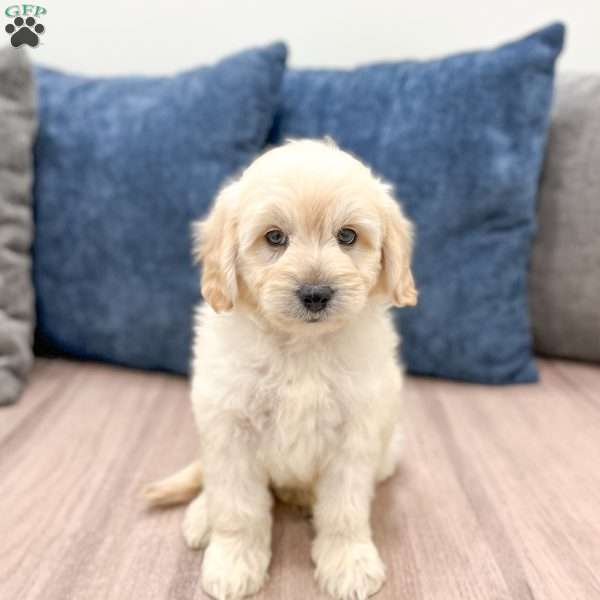Mavin, Mini Goldendoodle Puppy