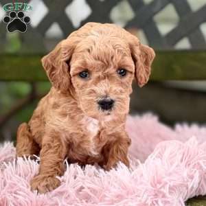 Brody, Cavapoo Puppy