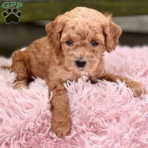 Brody, Cavapoo Puppy