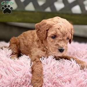 Brody, Cavapoo Puppy