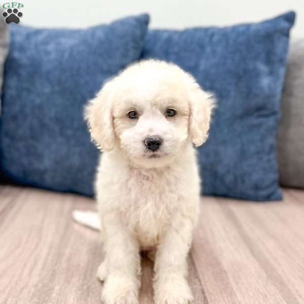Mandy, Mini Goldendoodle Puppy