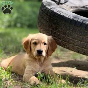 Dexter, Golden Retriever Puppy
