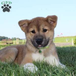 Max, Akita Puppy