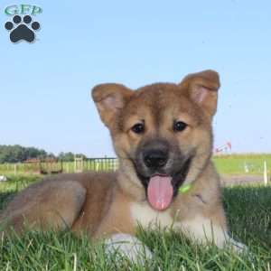 Max, Akita Puppy
