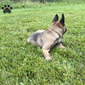 Montana, Belgian Malinois Puppy