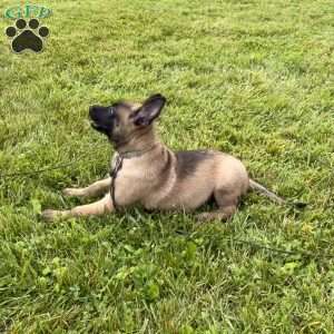 Montana, Belgian Malinois Puppy