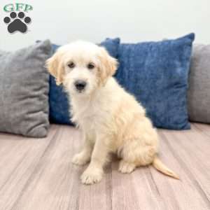 Beauty, Mini Goldendoodle Puppy