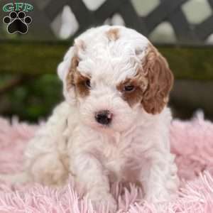 Bryce, Cavapoo Puppy