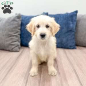 Beauty, Mini Goldendoodle Puppy