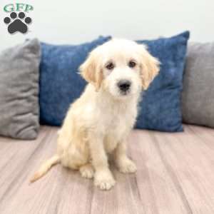 Beauty, Mini Goldendoodle Puppy