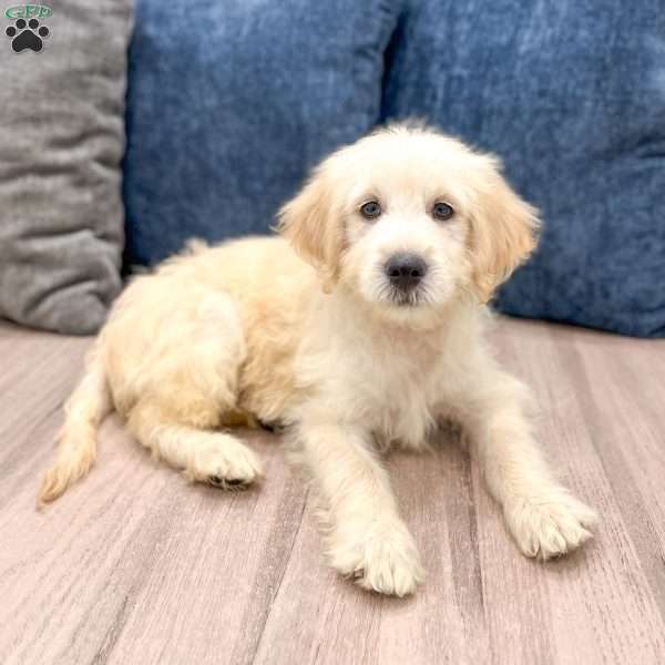 Beauty, Mini Goldendoodle Puppy
