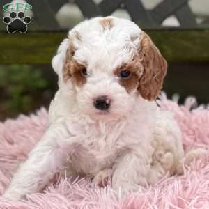 Bryce, Cavapoo Puppy