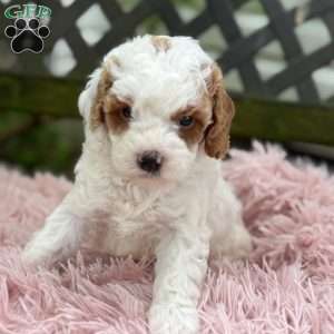 Bryce, Cavapoo Puppy