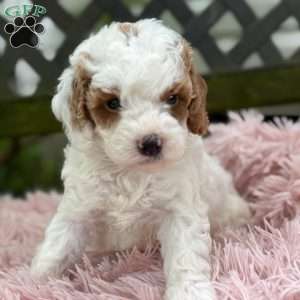 Bryce, Cavapoo Puppy