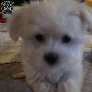 Tutie, Maltese Puppy