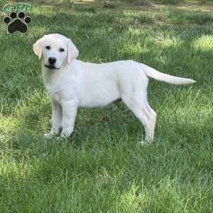 Ranger, Yellow Labrador Retriever Puppy