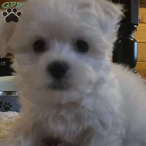 Tutie, Maltese Puppy