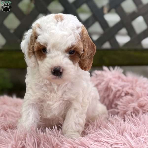 Bryce, Cavapoo Puppy