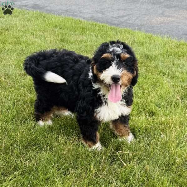 Rose, Bernedoodle Puppy
