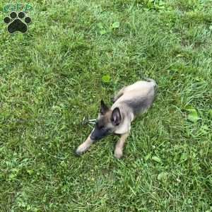 Montana, Belgian Malinois Puppy