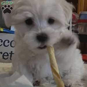 Tutie, Maltese Puppy