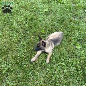 Montana, Belgian Malinois Puppy