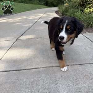 Coco, Bernese Mountain Dog Puppy