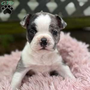 Jaida, Frenchton Puppy
