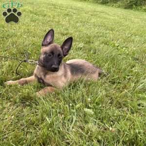 Montana, Belgian Malinois Puppy