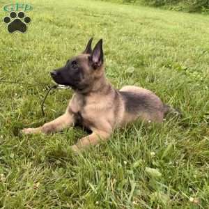 Montana, Belgian Malinois Puppy