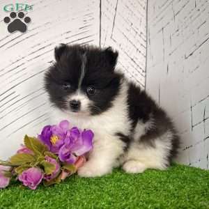 Pixie, Pomeranian Puppy