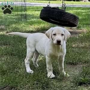 Ranger, Yellow Labrador Retriever Puppy