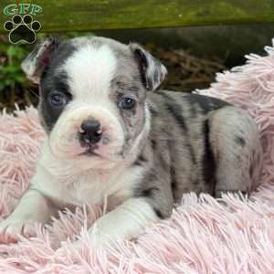 Jaida, Frenchton Puppy